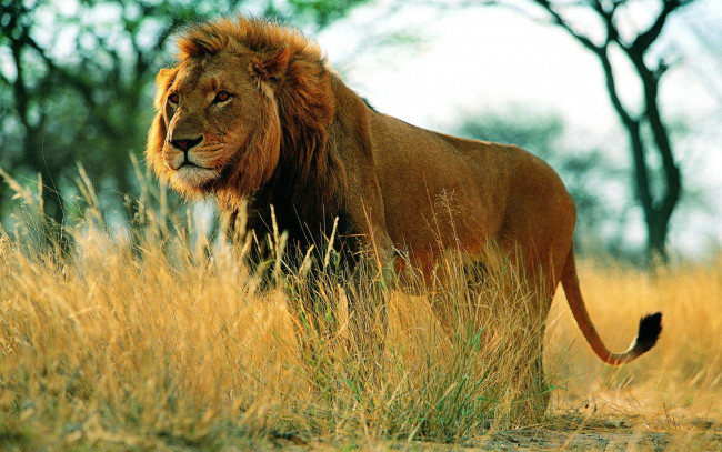 Обои картинки фото животные, львы, лев, трава