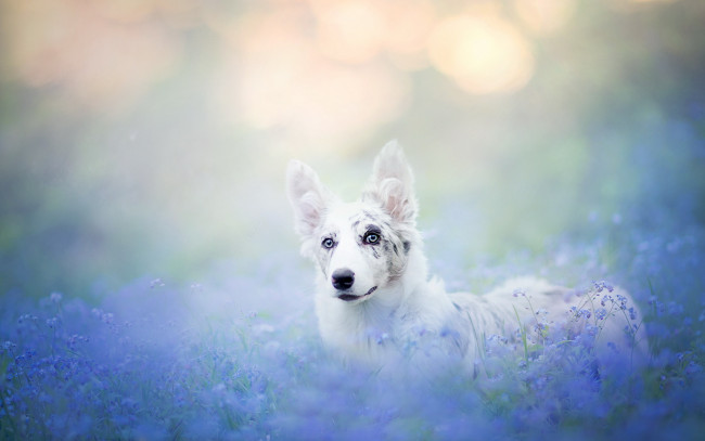 Обои картинки фото животные, собаки, собака, цветы, туман