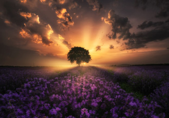 Картинка природа восходы закаты дерево закат полег цветы лаванда