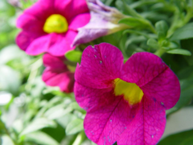 Обои картинки фото калибрахоа, цветы, петунии