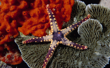 Картинка животные морские звёзды