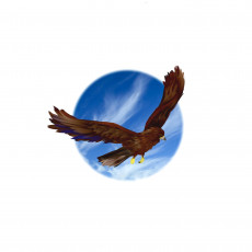 Картинка рисованные животные птицы орлы полет небо орел беркут
