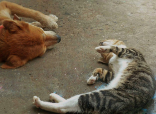 обоя животные, разные, вместе, dog, cat