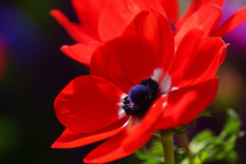 Картинка цветы анемоны адонисы лепестки красный яркий