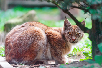 Картинка животные рыси lynx