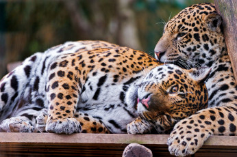 Картинка животные Ягуары отдых
