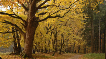 Картинка природа парк дорога деревья