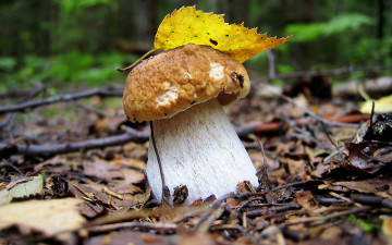 Картинка природа грибы лес