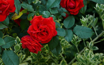 Картинка rosa kanegem цветы розы листья красная лепестки