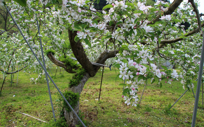Обои картинки фото цветы, цветущие, деревья, кустарники, весна, яблоня