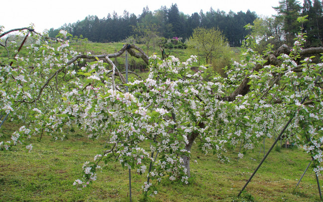 Обои картинки фото цветы, цветущие, деревья, кустарники, яблоня, весна