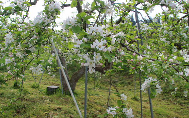 Обои картинки фото цветы, цветущие, деревья, кустарники, яблоня, весна