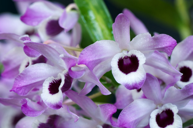 Обои картинки фото цветы, орхидеи, экзотика, сиреневый