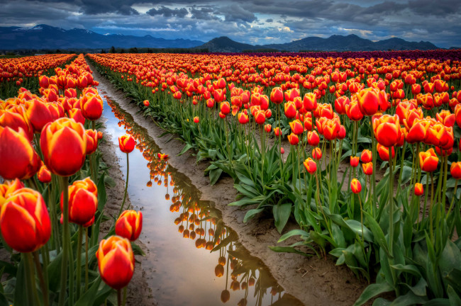 Обои картинки фото цветы, тюльпаны, поле, лужа