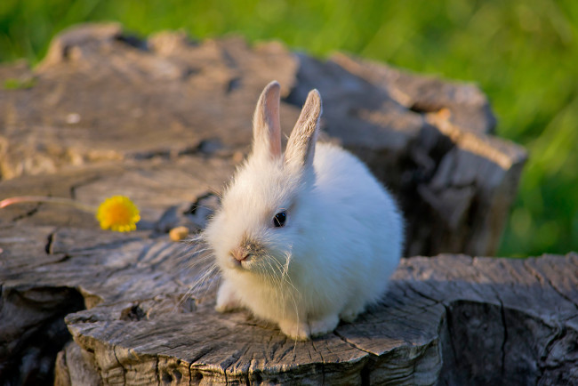 Обои картинки фото животные, кролики, зайцы, кролик