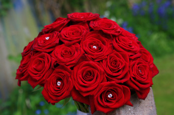 Картинка цветы розы камешки красный