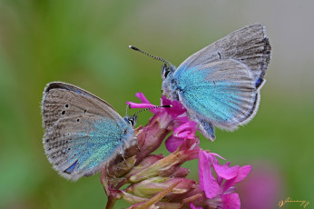 Картинка животные бабочки пара голубянки