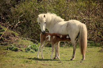 Картинка животные лошади мама малыш жеребенок
