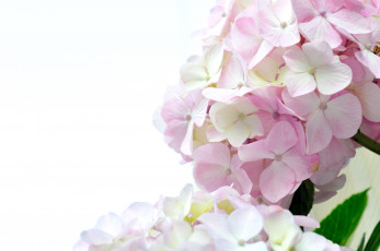 Картинка цветы гортензия бледно-розовый