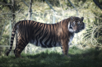 Картинка животные тигры полосатый хищник