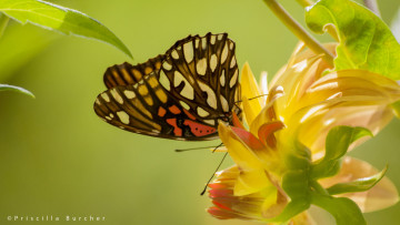 Картинка животные бабочки макро цветок