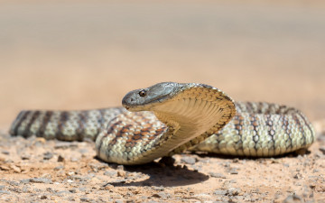 Картинка кобра животные змеи питоны кобры змея природа фон