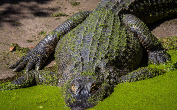Картинка животные крокодилы крокодил чешуя
