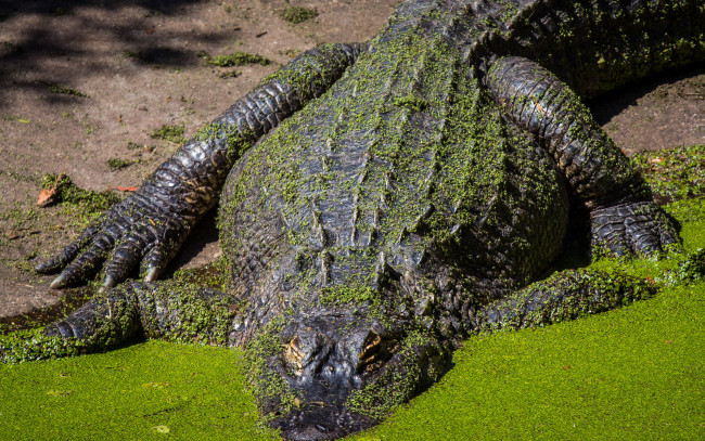 Обои картинки фото животные, крокодилы, крокодил, чешуя