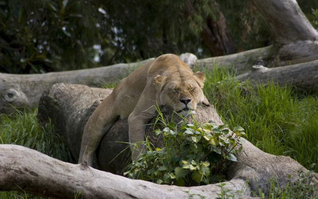 Обои картинки фото животные, львы, бревна, львица, отдых, сон
