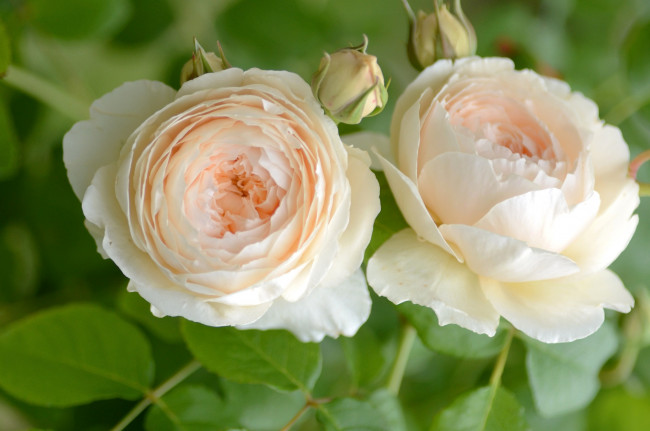 Обои картинки фото цветы, розы, пара, кремовый