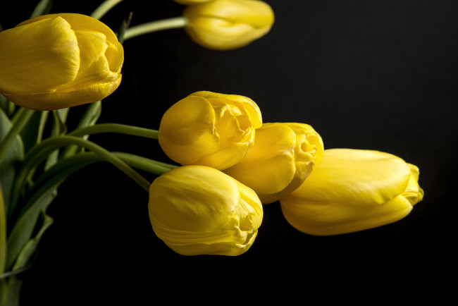 Обои картинки фото цветы, тюльпаны, бутоны, желтый