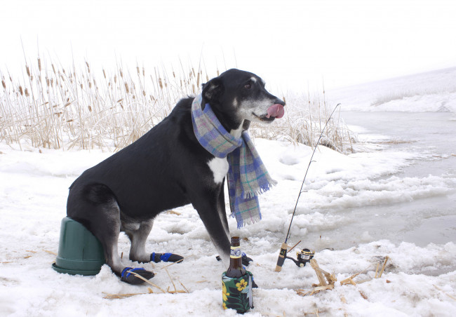 Обои картинки фото животные, собаки, снег, шарф, рыбак, бутылка, удочка, рыбалка, зима, камыш
