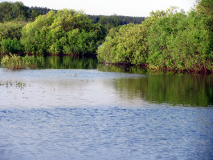 Картинка природа реки озера кусты деревья