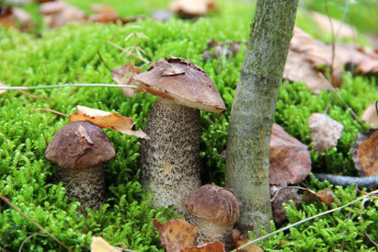 Картинка природа грибы мох подберёзовик