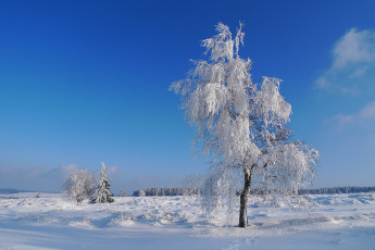 Картинка природа зима иней дерево снег поле небо