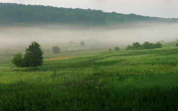 Картинка природа луга туман утро поля деревья трава