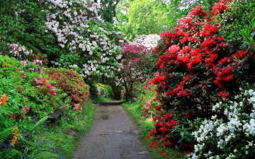Картинка природа парк аллея скамейка кусты цветущие