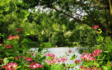 Картинка природа парк деревья кусты цветы вода
