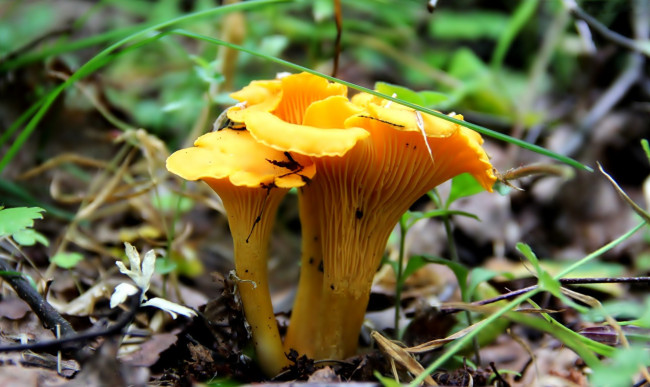 Обои картинки фото природа, грибы, лисички