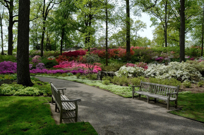 Обои картинки фото природа, парк, аллея, скамейки, деревья, цветущие, кусты