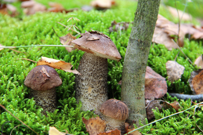 Обои картинки фото природа, грибы, мох, подберёзовик