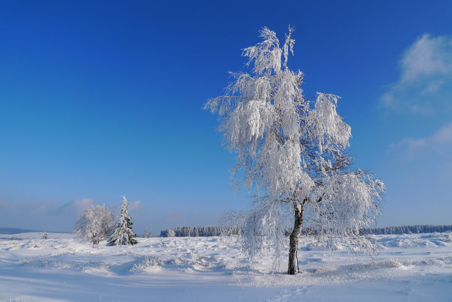 Обои картинки фото природа, зима, иней, дерево, снег, поле, небо