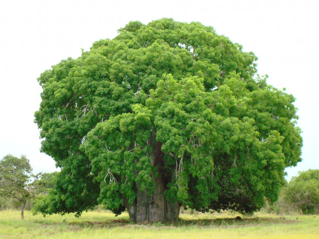 Обои картинки фото баобаб, природа, деревья, дерево, африка