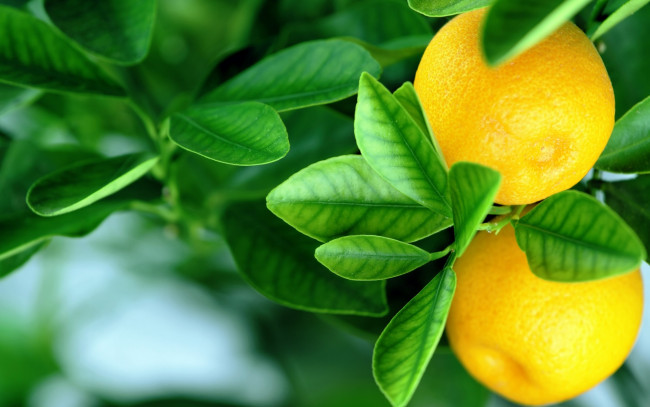 Обои картинки фото природа, плоды, лимон