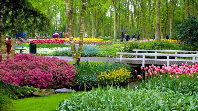 Обои картинки фото keukenhof garden, netherlands, природа, парк, keukenhof, garden