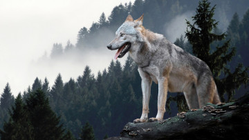 обоя животные, волки,  койоты,  шакалы, волк, хищник, вид, хищных, млекопитающих, семействo, псовых, прямoй, предок, домашней, собаки
