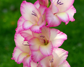 Картинка цветы гладиолусы ветка розовые