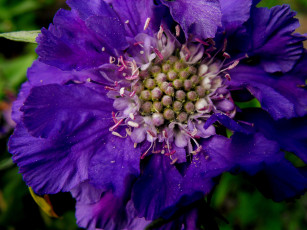 Картинка цветы скабиоза фиолетовый макро