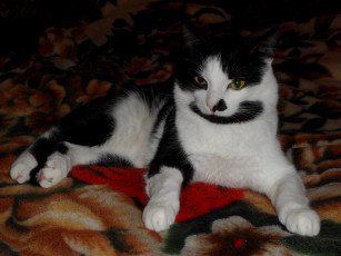 Картинка животные коты черно-белый взгляд
