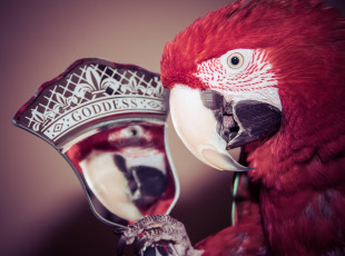 Картинка животные попугаи ара зеркало голова клюв